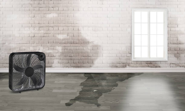 Best Ceiling water damage repair  in Washington, GA